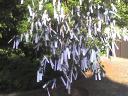 Yoko_Ono_Wish_Tree.jpg