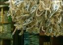 Dried frogs