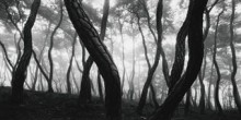 Bae Bien-u: snm1a-047h from 'Sonamu' [Pine Trees], 2000