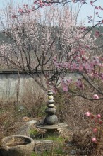 A young cherry tree in Namsa-ri
