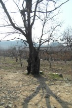 An aged persimmon in Namsa-ri