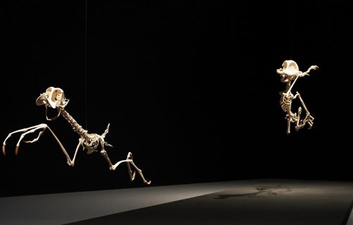 Roadrunner meets the Natural History Museum - Lee Hyung-koo