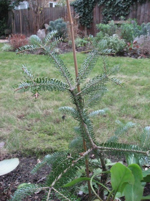 Abies Koreana (Korean Fir) - a feeble specimen