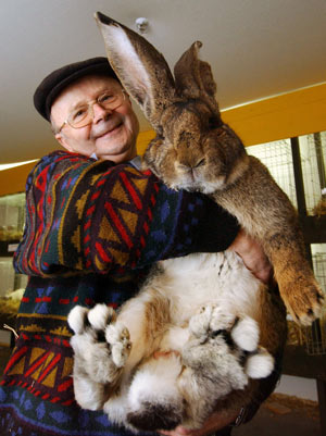 giant-bunny.jpg