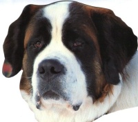 St Bernard
