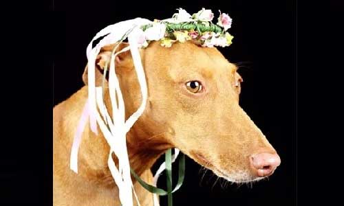 Getting Married