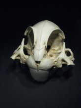 Bunny Cranium from Lee Hyungkoo's Animatus series