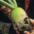 Thumbnail for post: Grow your own Korean vegetables