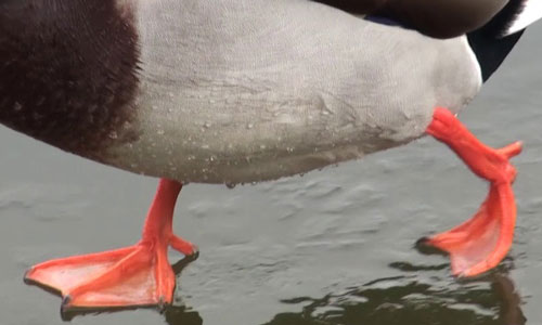 Duck legs