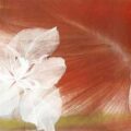 Thumbnail for post: Forget-me-not at I-MYU