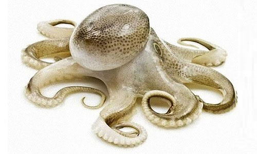 Webfoot octopus (주꾸미)