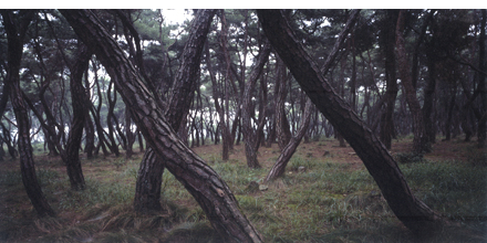 Bae Bien-u: Sacred Wood