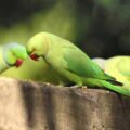Thumbnail for post: FT hails New Malden parakeets, and other recent London Korean stories