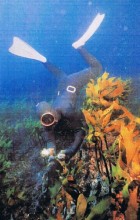 Diving