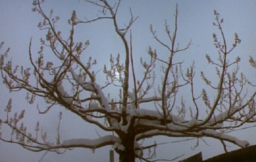 A snow-laden tree from Man with Three Coffins