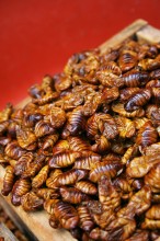 Tasty beondegi: Silkworm pupae