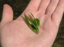 Leaves