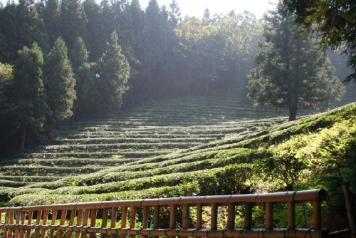 Tea slopes 2 Tea slopes 2