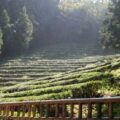 Thumbnail for post: An unforgettable Tea Tour