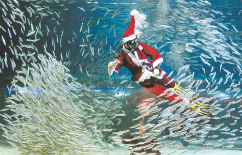 Sardine Santa