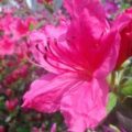 Thumbnail for post: Petal essay contest Salon des Refusés 3