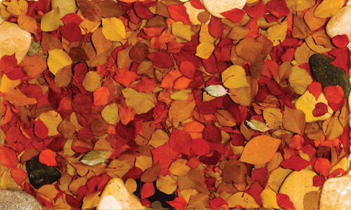 Kim Yeon - Autumn Leaves