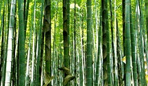 Bamboo forest Bamboo forest