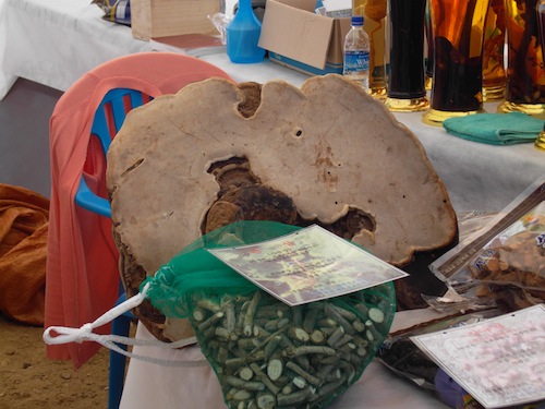 Giant fungus