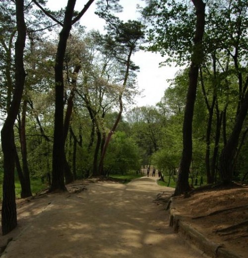 Seooreung path - photo by Chris Backe