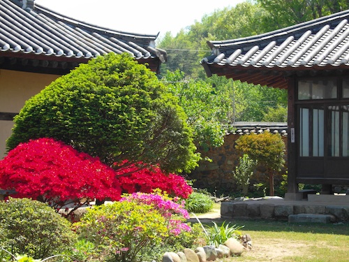 Azaleas