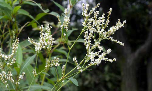 Shinga plant