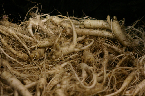 Lots of Ginseng