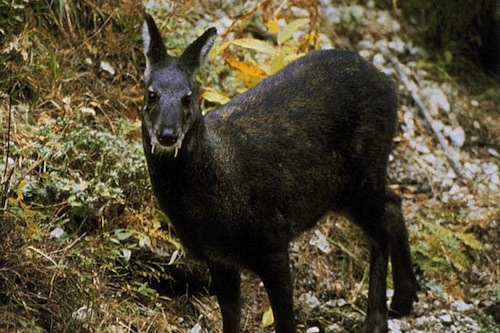 A Musk Deer