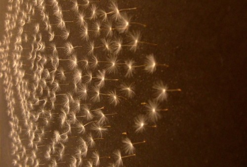 Juyoung Lee: Scatterd No.2, Dandelion seeds on a black panel, 59 x 60cm, 1min 42sec sound