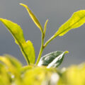Thumbnail for post: On tasting the first cup of 녹차 in Lent