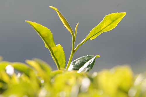 Green tea plant