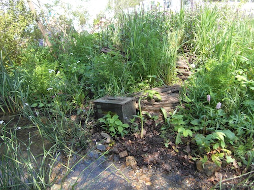 An ammunition box and rotting trees beside a brook