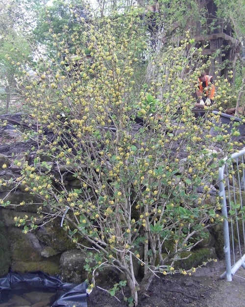 A Korean Berberis - not easy to get through customs. A Korean Berberis - not easy to get through customs.