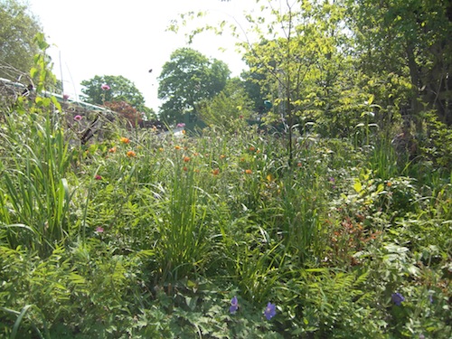 Some of the wild, unstructured planting in the DMZ garden