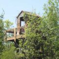 Thumbnail for post: Quiet Time: DMZ Forbidden Garden — an appreciation of the Chelsea gold medal-winner