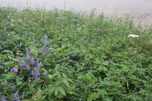 A scene of wild, undisturbed nature in the DMZ. A scene in the DMZ A scene of wild, undisturbed nature in the DMZ.