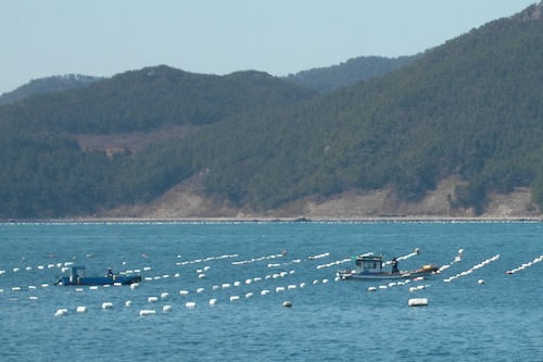 Oyster farms on the approach to Hansando harbour Oyster farms on the approach to Hansando harbour