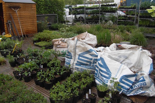 Some of the plants waiting to find a home in the DMZ garden Some of the plants waiting to find a home in the DMZ garden