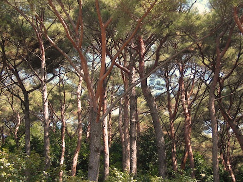 The red pines of Hansando The red pines of Hansando