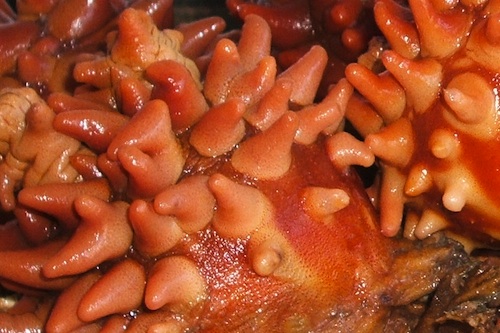 The colourful but not very pretty sea-squirt (Meonggae 멍게)