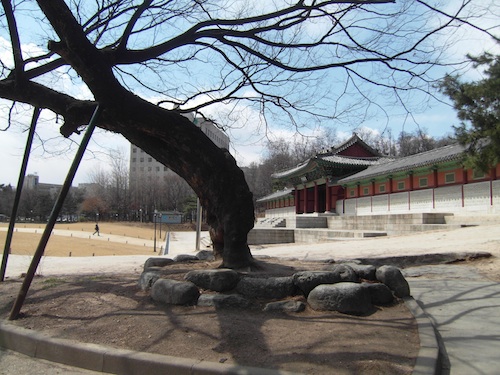 An ancient tree outside the Gyeonghui Palace An ancient tree outside the Gyeonghui Palace