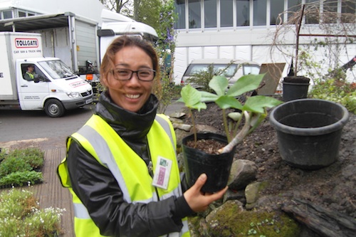 Hwang Jihae with a rare Korean woodland plant, waiting to find a home in her DMZ garden Hwang Jihae with a rare Korean woodland plant, waiting to find a home in her DMZ garden