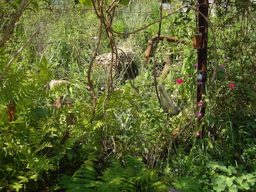 A tangle of nature grows up among the rusted metal
