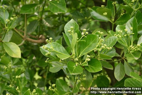 Euonymus japonicus Thunb.