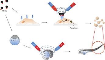 A schematic representation of the magnetic switch for apoptosis signalling in in vitro cells and in a zebrafish A schematic representation of the magnetic switch for apoptosis signalling in in vitro cells and in a zebrafish